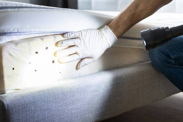 Best Cockroach Control Services  in Grafton, ND